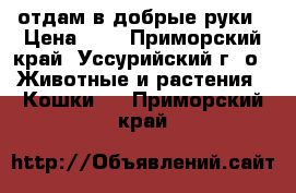 отдам в добрые руки › Цена ­ 1 - Приморский край, Уссурийский г. о.  Животные и растения » Кошки   . Приморский край